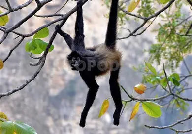 Activan protocolo para protecci&oacute;n de monos