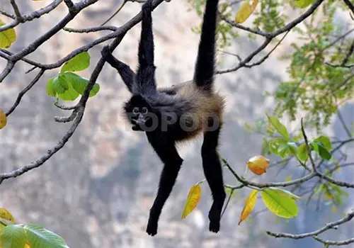 Activan protocolo para protecci&oacute;n de monos