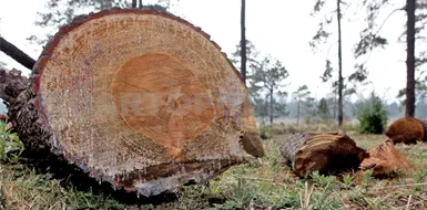 Piden frenar la deforestaci&oacute;n en Chiapas