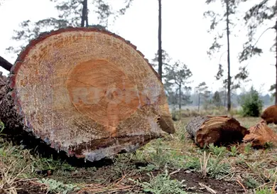 Piden frenar la deforestaci&oacute;n en Chiapas