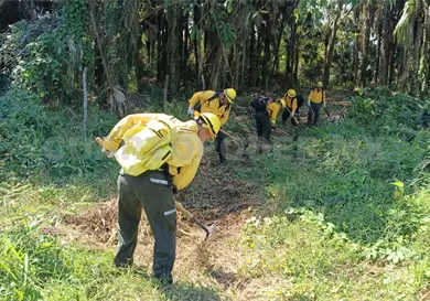 Disminuyen incendios forestales en Soconusco