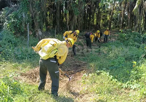 Disminuyen incendios forestales en Soconusco
