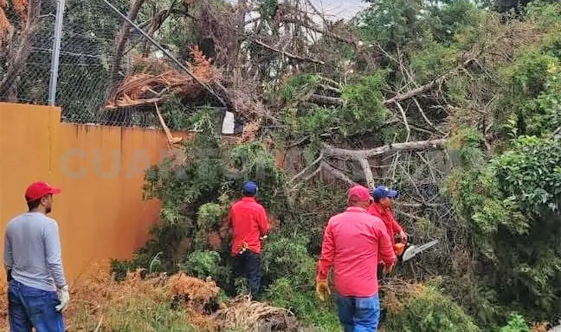 El árbol cayó en las instalaciones de la escuela Xicoténcatl. Cortesía