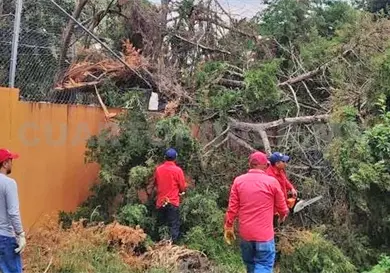 Cae &aacute;rbol al interior de una escuela
