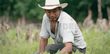 Chiapas aporta más del 50 % de la producción de café Chiapas aporta más del 50 % de la producción de café