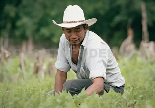 Chiapas aporta más del 50 % de la producción de café Chiapas aporta más del 50 % de la producción de café