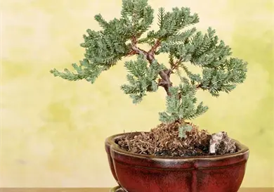 Un toque de naturaleza en tu cocina Un toque de naturaleza en tu cocina