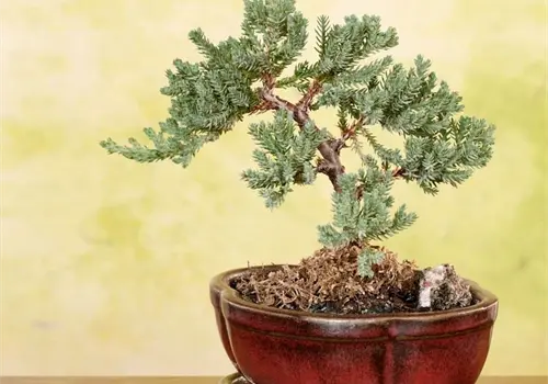 Un toque de naturaleza en tu cocina
