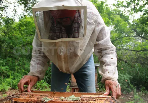 Buscan reducir plaguicidas para proteger a abejas Buscan reducir plaguicidas para proteger a abejas