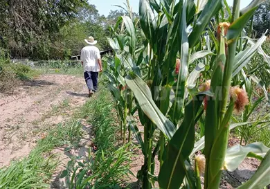 Productores quedan fuera de programa federal Productores quedan fuera de programa federal