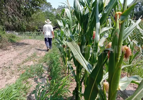 Productores quedan fuera de programa federal Productores quedan fuera de programa federal