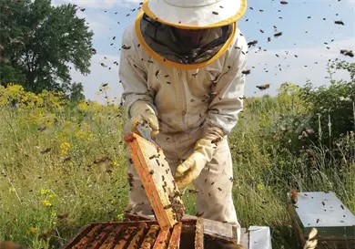 Alertan sobre crisis ambiental en la apicultura Alertan sobre crisis ambiental en la apicultura