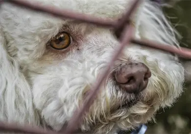 Falta formalidad para castigar el maltrato animal