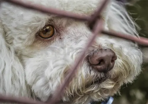 Falta formalidad para castigar el maltrato animal Falta formalidad para castigar el maltrato animal