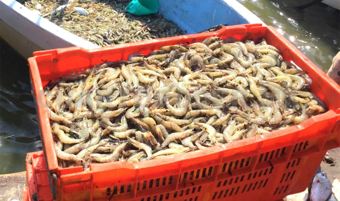 En Chiapas, la producción de camarón proviene de la pesca y de la acuacultura. Diego Pérez / CP