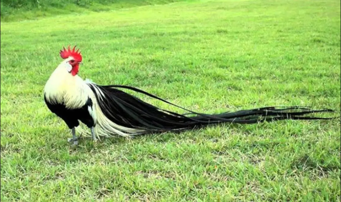 Conoce a los gallos con colas de 8 metros