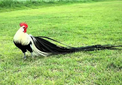 Conoce a los gallos con colas de 8 metros Conoce a los gallos con colas de 8 metros