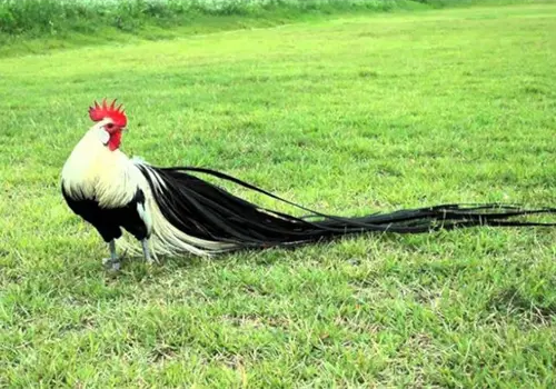 Conoce a los gallos con colas de 8 metros