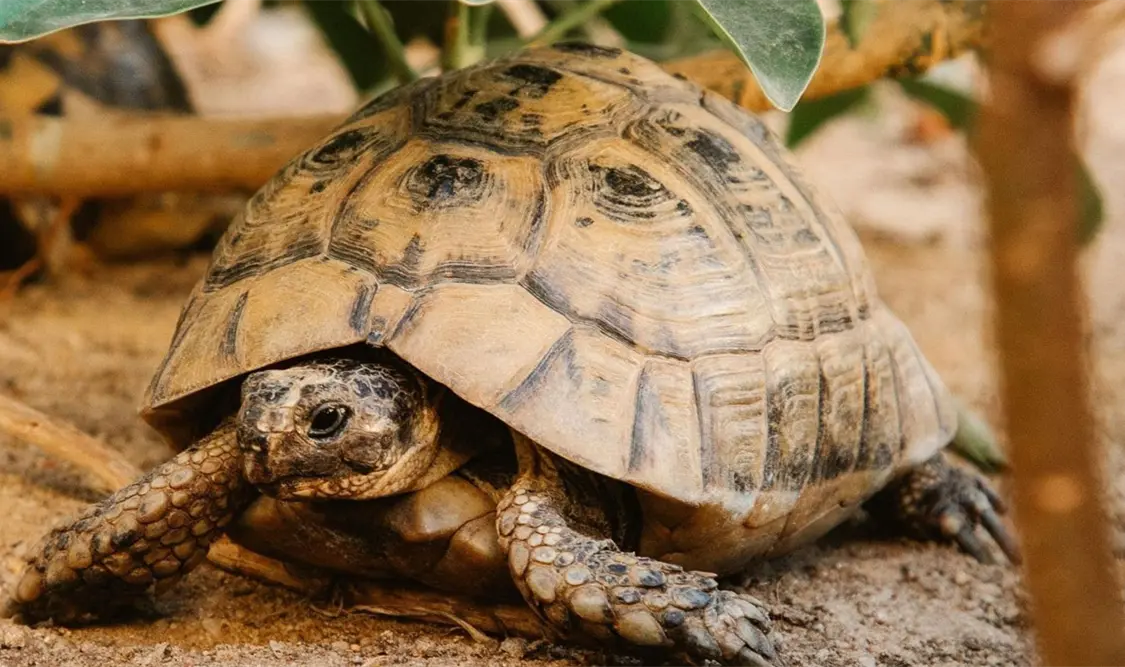 Las tortugas tienen un papel fundamental en el equilibrio ecológico. Cortesía