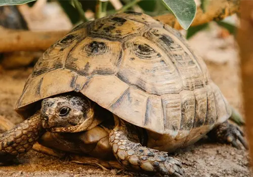 Llaman a combatir el tráfico ilegal de especies Llaman a combatir el tráfico ilegal de especies