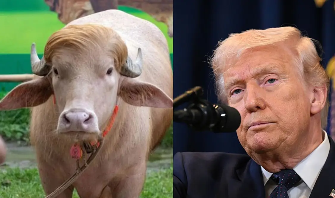 Búfalo causa furor por su parecido con Trump