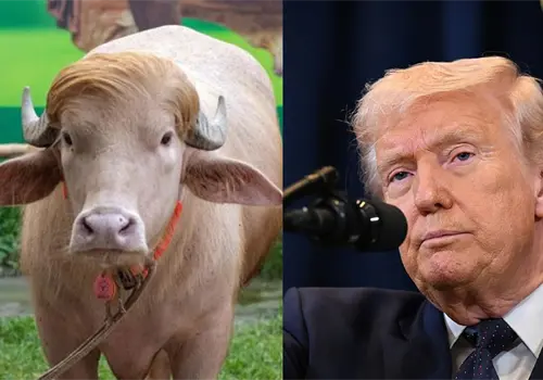 Búfalo causa furor por su parecido con Trump Búfalo causa furor por su parecido con Trump