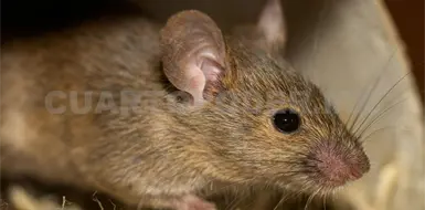 No existe registro de hantavirus en Chiapas