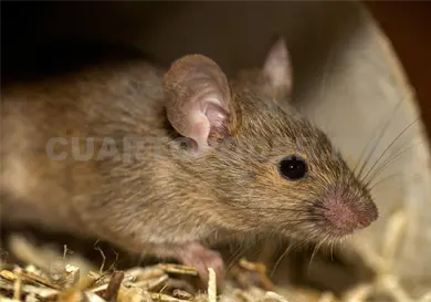 No existe registro de hantavirus en Chiapas No existe registro de hantavirus en Chiapas