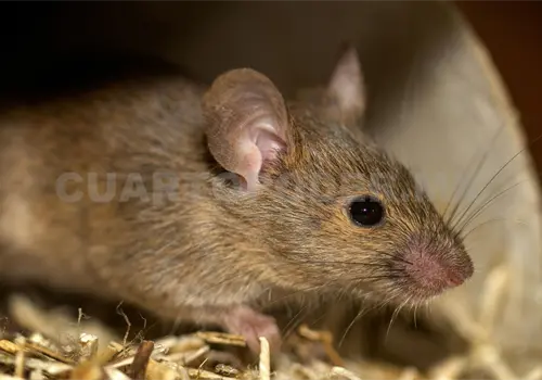 No existe registro de hantavirus en Chiapas