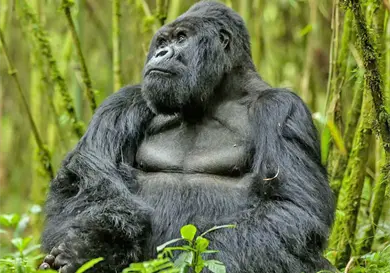 El gigante que sorprende al mundo El gigante que sorprende al mundo