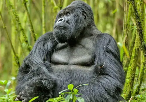 El gigante que sorprende al mundo