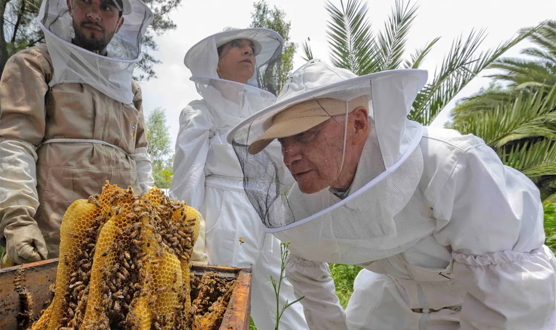 Cada tipo de miel una refleja el entorno donde trabajaron las abejas. El Universal