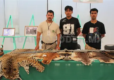 Pieles exóticas aún se trafican en Chiapas Pieles exóticas aún se trafican en Chiapas