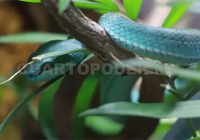 Fauna silvestre busca refugio por sequ&iacute;a