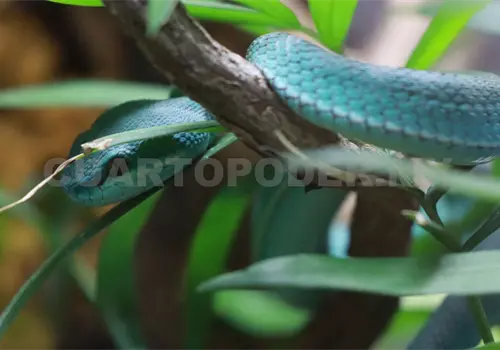 Fauna silvestre busca refugio por sequía Fauna silvestre busca refugio por sequía