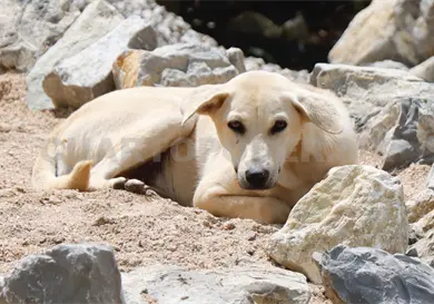 Alertan por golpes de calor en mascotas