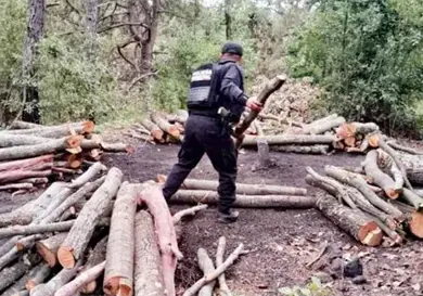 Destruye Polic&iacute;a Forestal 11 hornos clandestinos