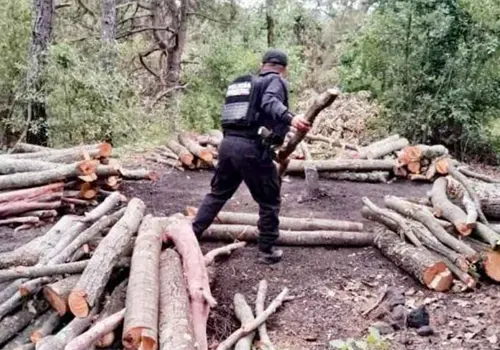 Destruye Policía Forestal 11 hornos clandestinos Destruye Policía Forestal 11 hornos clandestinos