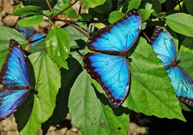 Deforestaci&oacute;n afecta a las mariposas