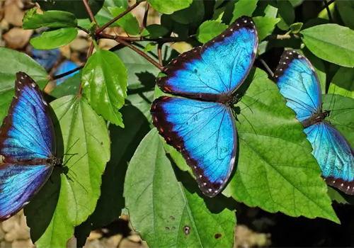 Deforestaci&oacute;n afecta a las mariposas