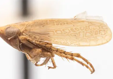 Detectan rara plaga agrícola de México Detectan rara plaga agrícola de México