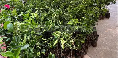 Realizan proyecto de producción de hortalizas Realizan proyecto de producción de hortalizas