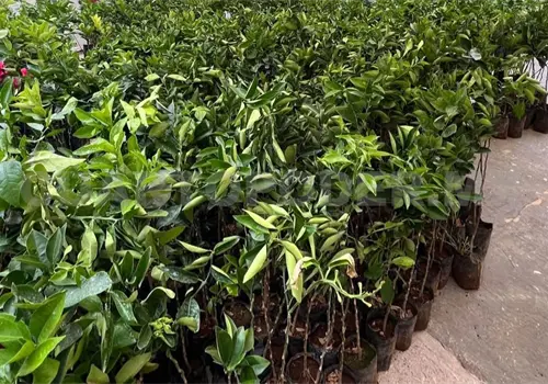 Realizan proyecto de producci&oacute;n de hortalizas