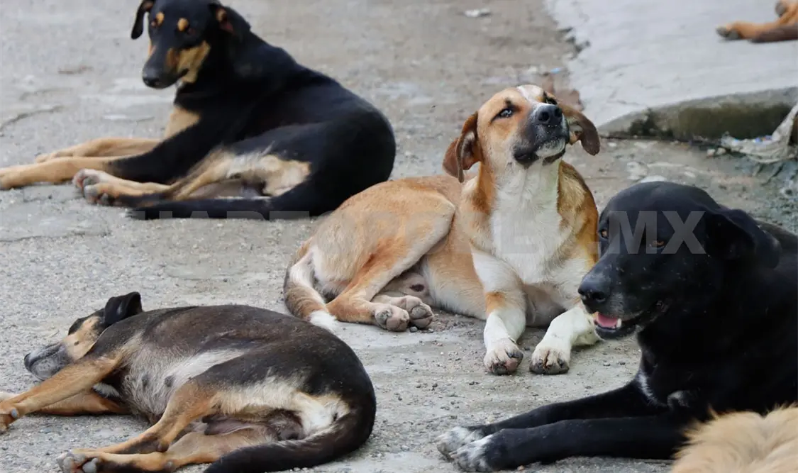 Las campañas actualmente se enfocan únicamente en animales de compañía y no para los que están en situación de calle. CP