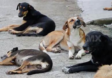 Falta esterilizar perros callejeros: Asociación Falta esterilizar perros callejeros: Asociación