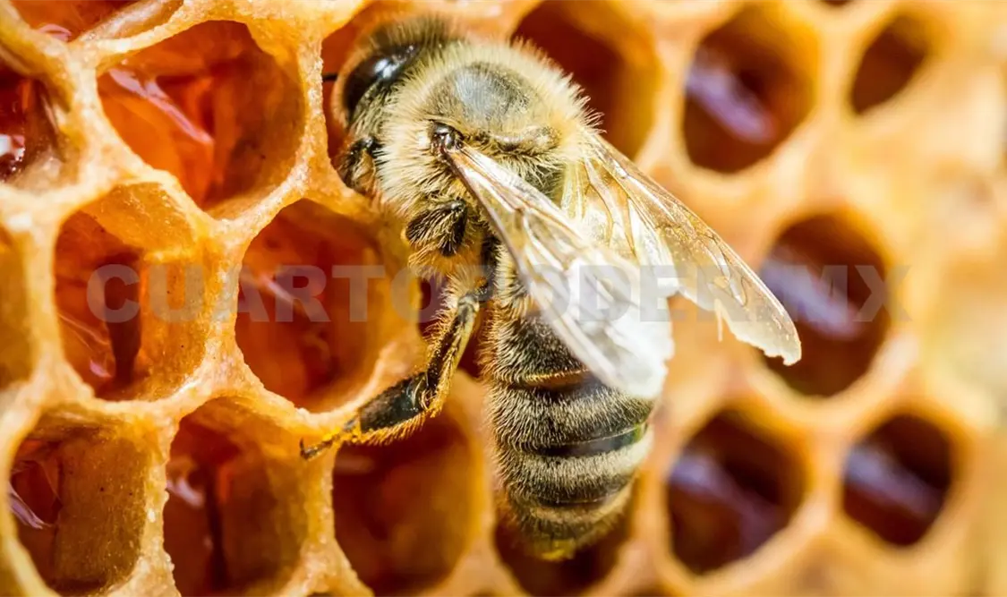 Informaron que en el último año se reportó la pérdida de 8 de cada 10 colmenas de abejas. Ramón García / CP