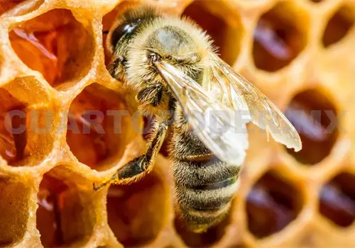 Preocupa la ausencia de insectos polinizadores Preocupa la ausencia de insectos polinizadores