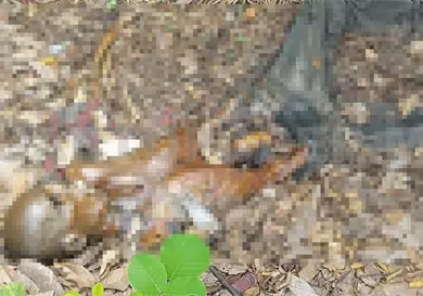 Macabro hallazgo en zona lim&iacute;trofe