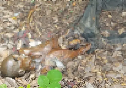 Macabro hallazgo en zona lim&iacute;trofe