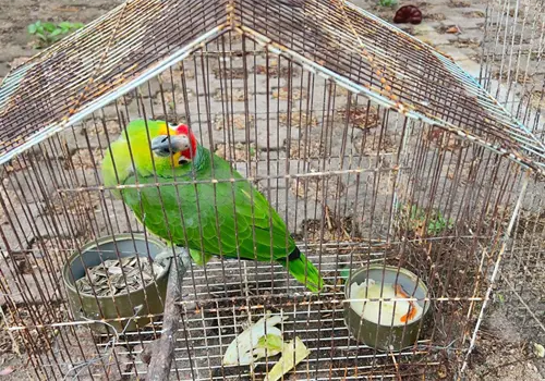 Preocupa incremento de aves rescatadas
